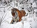 Животное амурский тигр