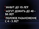 Живут до 15 лет