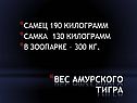 Вес амурского тигра