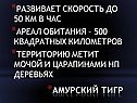 Амурский тигр