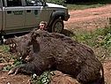 Животное амурский тигр