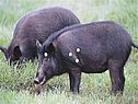Животное амурский тигр