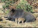 Животное амурский тигр