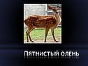 Пятнистый олень