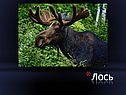 Лось