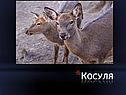 Косуля