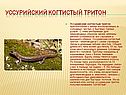 Уссурийский когтистый тритон