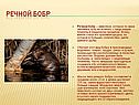 Речной бобр