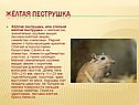Жёлтая пеструшка