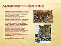 Дальневосточный леопард