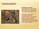 Снежный барс