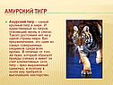 Амурский тигр