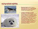 Кольчатая нерпа