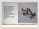 Жизнь птиц и зверей зимой
