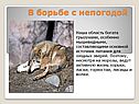 Наша область богата грызунами, особенно мышевидными