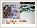 Мышкование