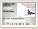Обыкновенная горлица