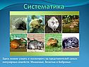 Систематика