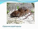 Строение серой крысы