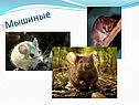 Мышиные