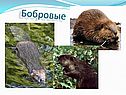 Бобровые