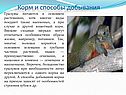 Корм и способы добывания