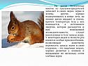 Животные отряда грызунов