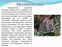 Местообитание