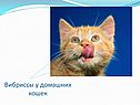 Вибриссы у домашних кошек