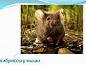 Вибриссы у мыши