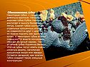 Обыкновенная губка