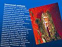 Тропический гребешок