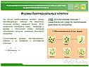 Формы бактериальных клеток