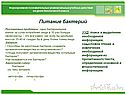 Питание бактерий