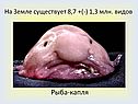Жизненные формы животных