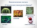 Видоизменения листьев