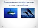 Возникновение сходной формы тела
