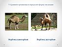 Верблюд одногорбый