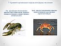 Пресноводное беспозвоночное животное