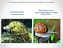 Виноградная улитка