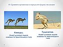 Кенгуру