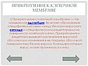 Прикрепление к клеточной мембране