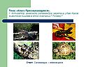Класс пресмыкающиеся