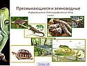 Земноводные и пресмыкающиеся