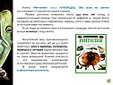 Земноводные и пресмыкающиеся