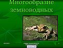 Многообразие земноводных