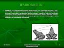 Земноводные
