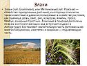 Семейство однодольных растений