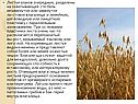 Листья злаков