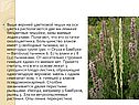Бесцветные чешуйки
